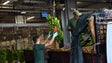 Imagem de Quase 250 bananicultores já se dirigiram à GESBA para apoios (áudio)