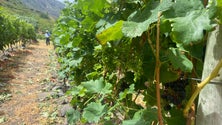 Imagem de Uvas a norte estão atrasadas mas são melhores (vídeo)