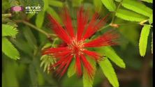 Imagem de Jardim Botânico assinala 55 anos de existência