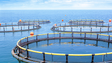 Jaulas de aquacultura ameaçam desportos de mar