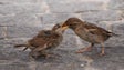 Imagem de Crias de aves selvagens: o que fazer quando as encontra?