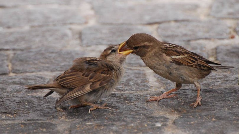 Imagem de Crias de aves selvagens: o que fazer quando as encontra?