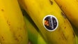 Banana da Madeira promovida na Europa