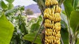 Produção de banana cai 20%