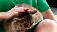 Imagem de Ponta Delgada lança campanha sobre identificação de animais de companhia (Vídeo)