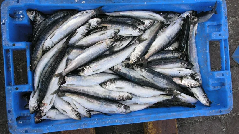 Pesca da sardinha com novos limites a partir de hoje