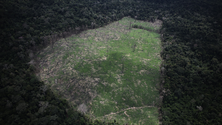 Imagem de Destruição de florestas tropicais aumentou em 2020