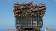 Governo garante aumento de 2 cêntimos aos produtores (vídeo)