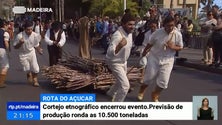 Imagem de Madeira deve ter uma produção de cana-de-açúcar a rondar as 10,5 mil toneladas