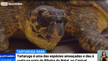 Imagem de Tartaruga rara dá à costa no Caniçal