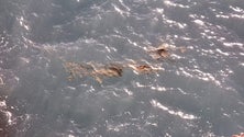 Imagem de Água do mar na Doca do Cavacas revela descarga de esgotos (vídeo)