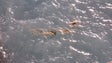 Imagem de Água do mar na Doca do Cavacas revela descarga de esgotos (vídeo)