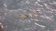 Água do mar na Doca do Cavacas revela descarga de esgotos (vídeo)