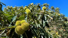 Há produtores de castanha que tiveram perdas de produção na ordem dos 70% (vídeo)