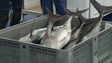 Quota do atum rabilho esgotada em dois meses (vídeo)