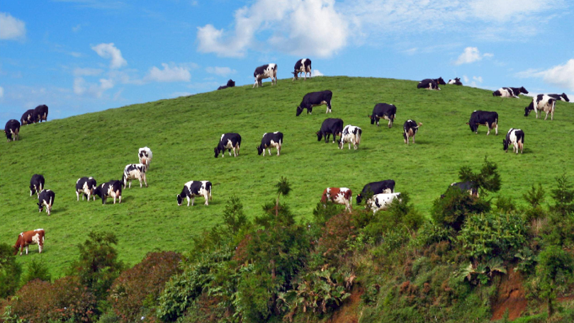 Imagem de Verão na pastagem