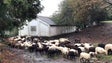 Criadores de gado do Poiso admitem falta de condições do Ovil do Chão das Aboboreiras (Vídeo)