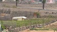 Coelhos estão a destruir produções agrícolas no Porto Santo (vídeo)