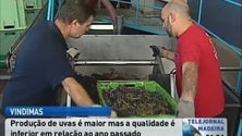 Produção de uvas é maior mas a qualidade é menor em relação ao ano passado