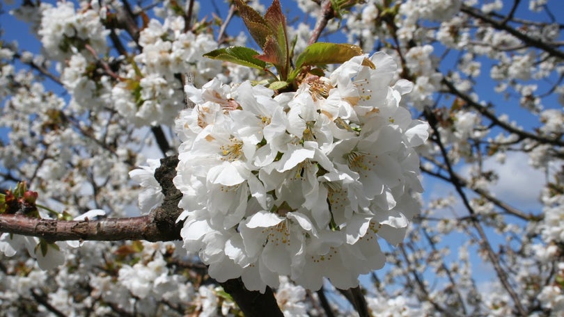 Governo promove renovação de cerejeiras no Jardim da Serra