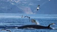 Madeira elabora programa especial de proteção e monitorização de cetáceos (Vídeo)