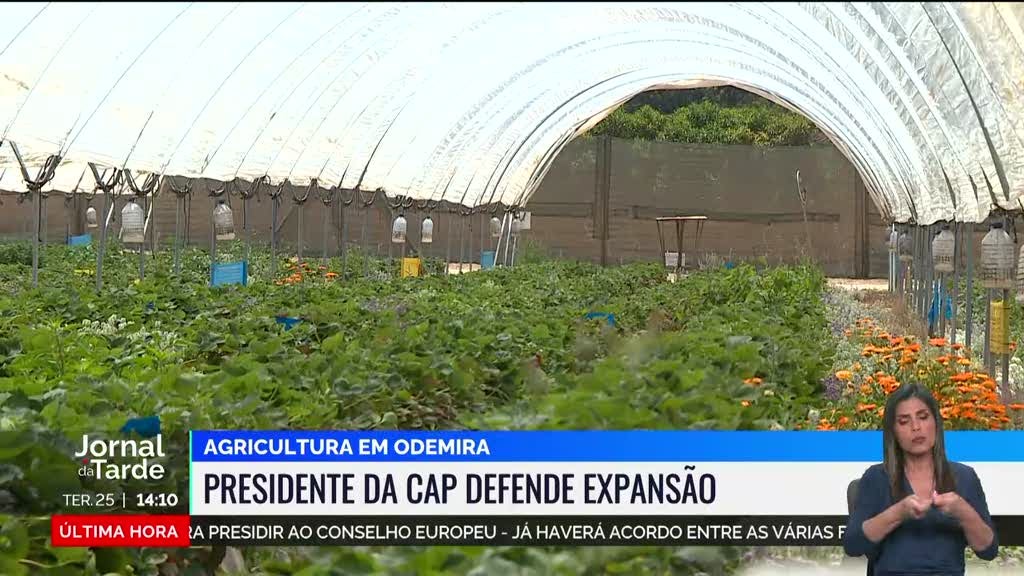 Agricultura em Odemira. Presidente da CAP defende expansão