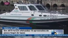 Em 2015 foram efetuadas 13 apreensões de pesca ilegal de lapas