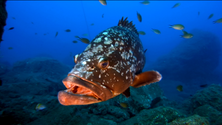 Madeira proíbe pesca do mero e do peixe-cão (vídeo)