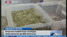 Imagem de Projeto sobre algas financiado pela Europa (Vídeo)