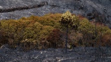 Floresta Negra homenageia os que combateram os incêndios no Funchal