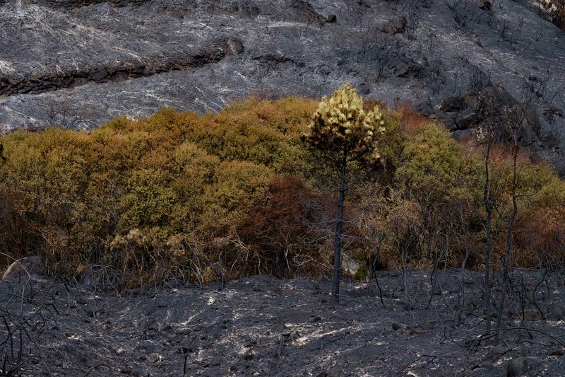 Floresta Negra homenageia os que combateram os incndios no Funchal