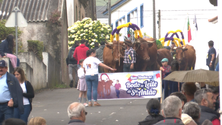 Bodo de Leite em Santo Antão com 34 juntas de bois