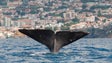 Imagem de PSD destaca que nova Lei do Mar confere mais poderes à Região (Vídeo)