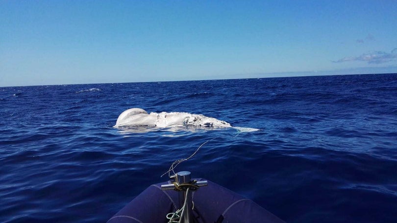 Imagem de Cetáceo encontrado morto no Caniço era uma cria de baleia de bossa