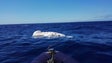 Cetáceo encontrado morto no Caniço era uma cria de baleia de bossa