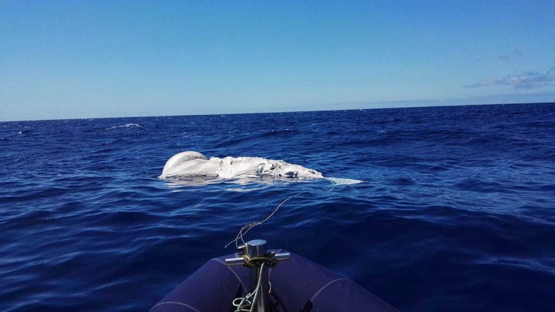 Cetáceo encontrado morto no Caniço era uma cria de baleia de bossa