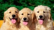Imagem de Procura por hotéis de animais é grande neste período do verão (vídeo)