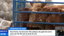 Há 700 cabeças de gado nas Flores para exportar até ao final do ano [Vídeo]