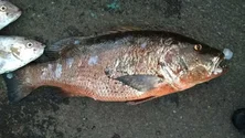 Imagem de Estudo defende metodologia universal para medir nível de mercúrio no peixe