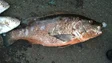 Imagem de Estudo defende metodologia universal para medir nível de mercúrio no peixe