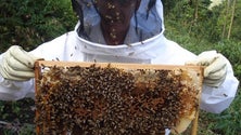Imagem de Maior parte das colmeias na Madeira estão infetadas com o ácaro da varroa – AAMPS (Áudio)