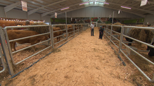 Imagem de Madeira e os Açores vão ter uma certificação de bem estar animal (vídeo)