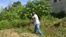 Imagem de Freguesias vão ter mais poder para limpar terrenos