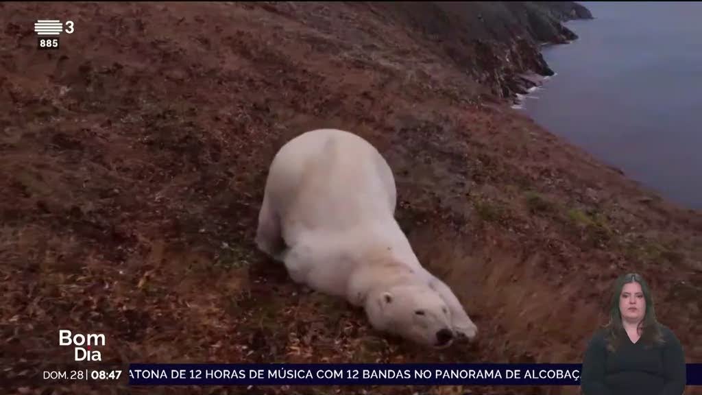 Okupas. Ursos brancos aproveitam estação abandonada na Rússia