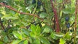 Amigos do Parque Ecológico valorizam a uva-da-serra (vídeo)
