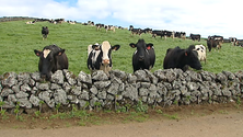 Jovens agricultores da Terceira mantêm confiança na direção da Unicol (Vídeo)