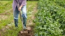 Imagem de Candidaturas ao Prémio Agricultor até abril (áudio)