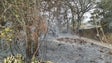 Imagem de Uma semana após os incêndios é tempo de fazer levantamento aos estragos (áudio)