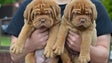 Imagem de Funchal recebe Mostra Canina a 30 de junho