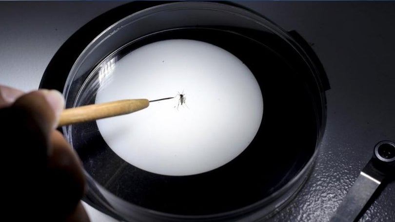 Imagem de OMS alerta para subida do risco do vírus Zika na Europa, mais intenso na Madeira